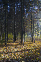 Fototapeta premium colourful leaves blanket the forest floor in the early autumn