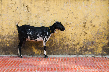 Young goat over grunge yellow wall - 42068574