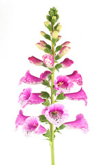 Purple Foxglove. Isolated on White Background.
