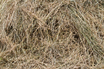 The texture of the hay
