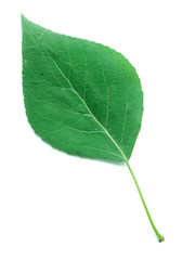 A Leaf of a Poplar Tree - obrazy, fototapety, plakaty