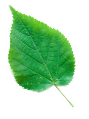 A Leaf of a Linden Tree
