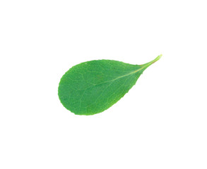 A Leaf of a Barberry Bush