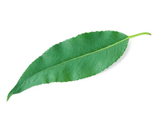 Obraz premium A Leaf of a Willow