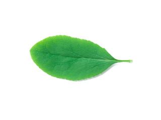Fototapeta na wymiar A Leaf of a Berberis Plant