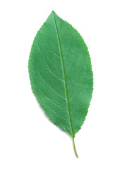 Obraz premium A Leaf of a Cherry