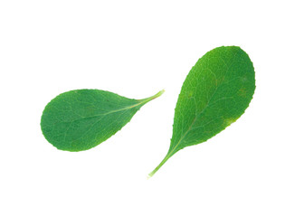 A Leaf of a Barberry Bush
