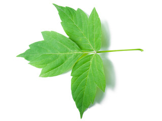 A Leaf of a Maple Ash - 42069594