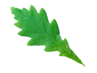 A Leaf of an Oak - 42069595