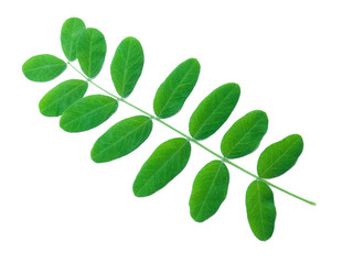 A Leaf of an Acacia Shrub