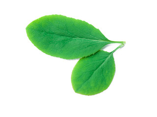 A Leaf of a Berberis Plant - 42069597