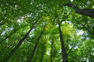 Obraz premium Green forest background