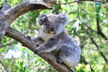 Zelfklevend Fotobehang jonge koala © logos007