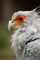 Sekretär (Sagittarius serpentarius)