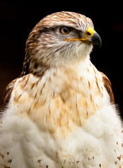 Königsrauhfussbussard (Buteo regalis)