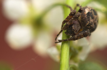 Larinioides patagiatus