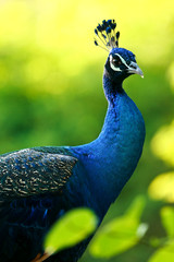 Naklejka premium blue peacock