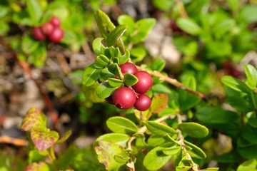 Lingonberry, Småland © Milan Kuminowski
