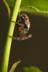 Larinioides patagiatus