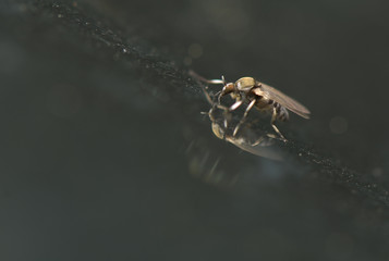 Culicidae