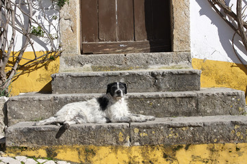 old dog on stairs, Obidos, Portugal