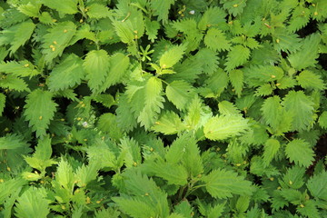Background - stinging nettles