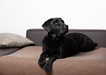 labrador schwarz auf der couch 2