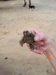 Loggerhead Turtle baby(Caretta carretta)