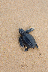 turtles give birth and get out from sand