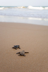 Fototapeta na wymiar Nowo wyklute żółwie dziecko w pośpiechu w wodnistej elementu