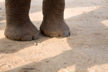 Obraz premium legs of Baby Elephant on road