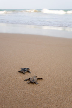 Newly hatched baby turtles in a hurry in the watery element