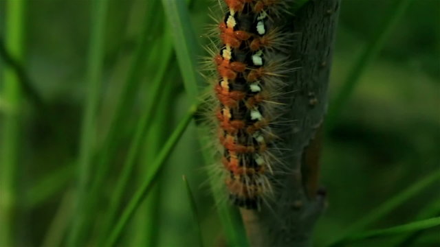 Macroshooting of a caterpillar creeping on a tree
