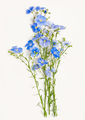 Naklejka premium flax, flora