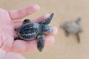 Foto auf Acrylglas Schildkröte Unechte Karettschildkröte (Caretta Carretta)