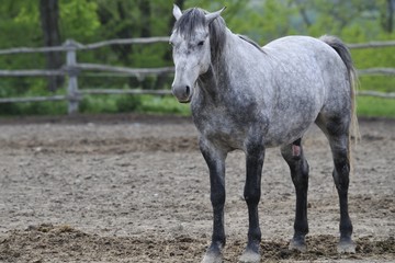 Lipizzaner stallion selected for breeding