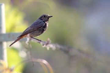 Small bird of black redstart