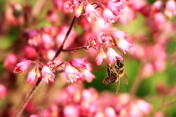 Bee pollinating pink flower