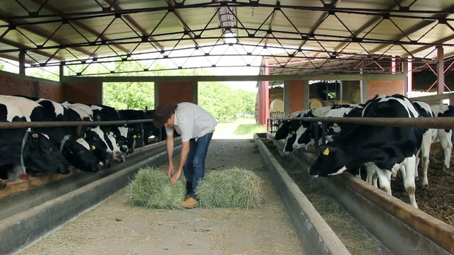 Farmer feeding cows