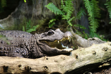 Alligator