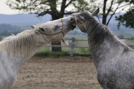 Lipizzaner Horses Interchange Tenderness