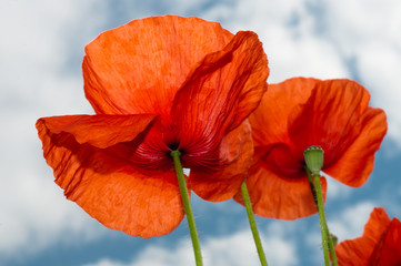 Two red poppy sight from below