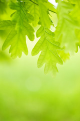 Fototapeta na wymiar Green leaves of chestnut