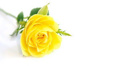 Beautiful yellow roses background