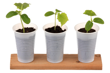 Young fresh seedling