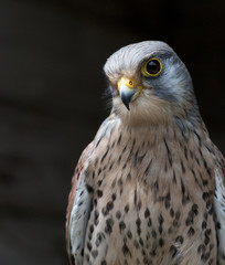 Turmfalke