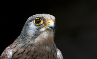 Turmfalke aufmerksam