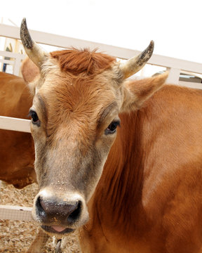 A beautiful brown cow