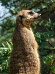 Erdmännchen