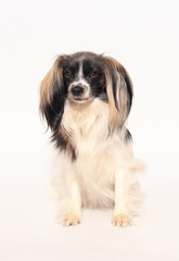 papillon dog Close-up portrait on a white background
